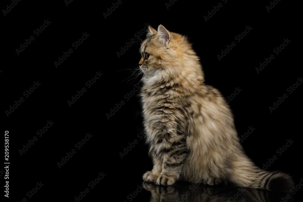 Furry Kitten Sitting and looking at side on Isolated Black Backgroundon