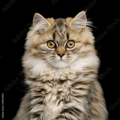 Portrait of Furry Kitten Curious Looking in camera on Isolated Black Backgroundon © seregraff