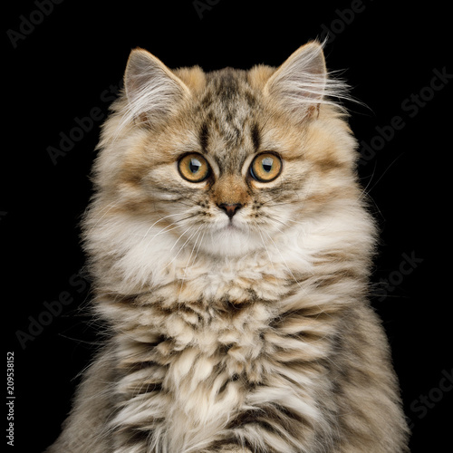 Fototapeta Naklejka Na Ścianę i Meble -  Portrait of Furry Kitten Curious Looking in camera on Isolated Black Backgroundon