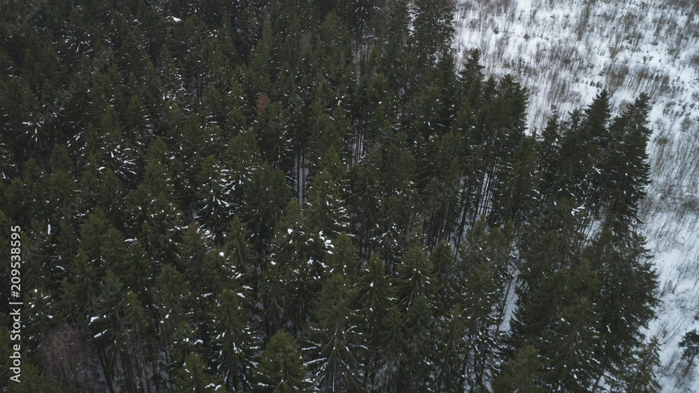 aerial view of winter fir forest on a cloudy day aerial view of winter fir forest on a cloudy day