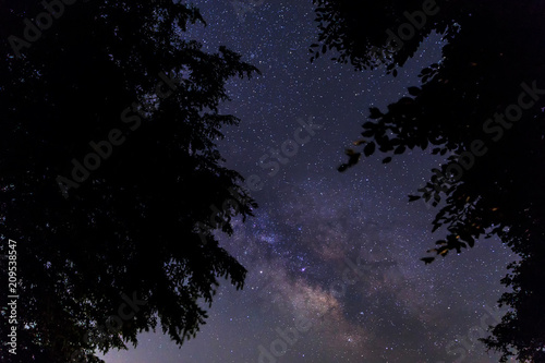 Silhouette of tree branches against the background of the milky way