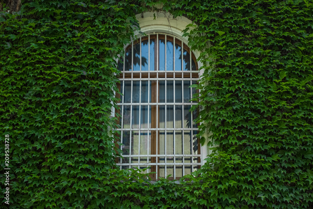 symmetry concept arch window in wall of green plants symmetry concept arch window in wall of green plants