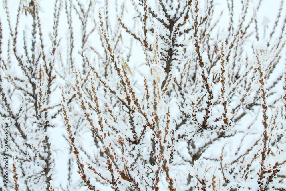 Frozen branches of sea-buckthorn close-up under the snow. Russia, January, 2018. Frozen branches of sea-buckthorn close-up under the snow. Russia, January, 2018.