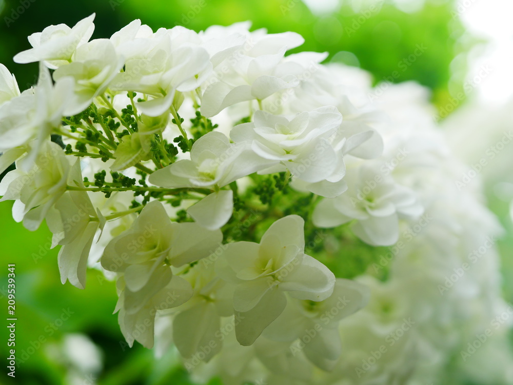 white lilac flowers white lilac flowers