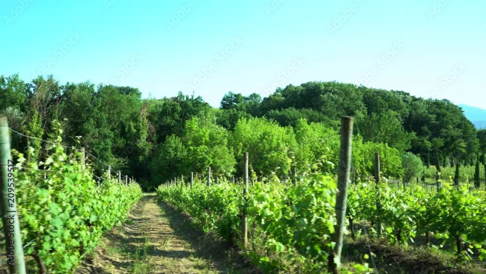 Gorgeous green vineyards in Tuscany, Italy Gorgeous green vineyards in Tuscany, Italy