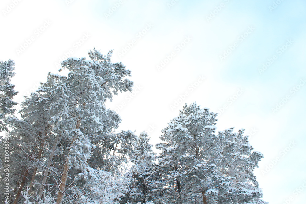 High beautiful snowy pines. Winter forest. Russia, January, 2018. Close-up. Background. Texture. High beautiful snowy pines. Winter forest. Russia, January, 2018. Close-up. Background. Texture.