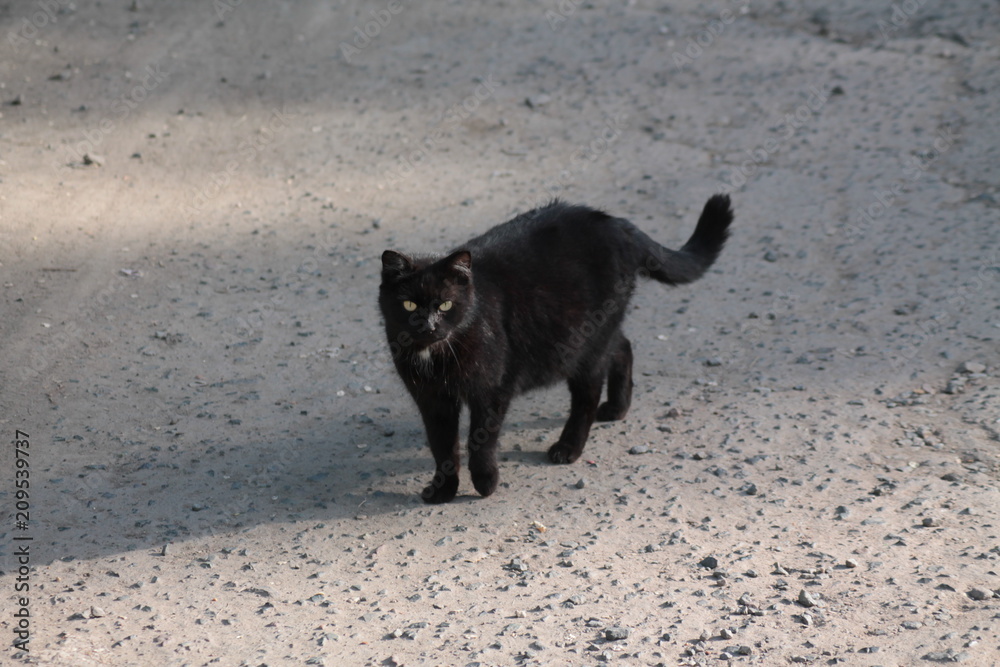Cat уличные кошки Cat уличные кошки