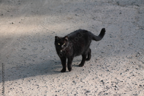 Cat уличные кошки