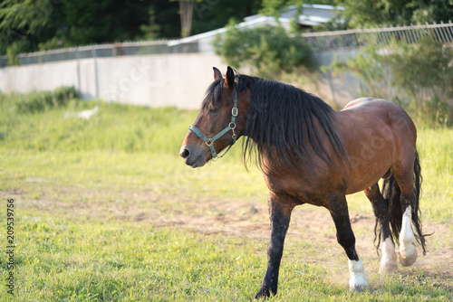 Beautiful red horse with long black mane in spring field