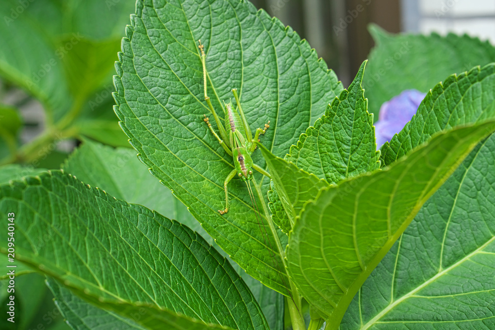 Tokyo,Japan-June 17, 2018: Closeup of Hydrangea macrophylla Blaumeise and locust Tokyo,Japan-June 17, 2018: Closeup of Hydrangea macrophylla Blaumeise and locust