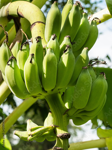 Green Bananas .