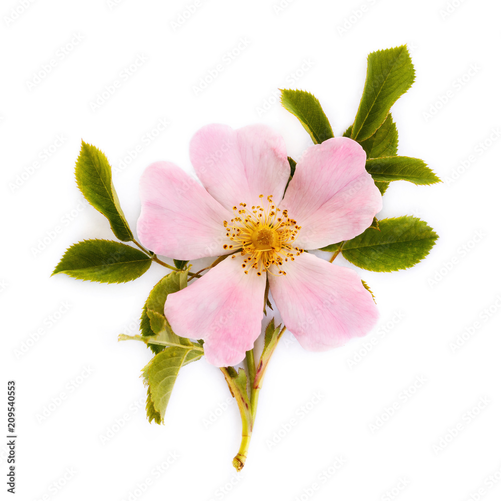 Dogrose flower on a white background. Has medicinal properties that affect the human body Dogrose flower on a white background. Has medicinal properties that affect the human body