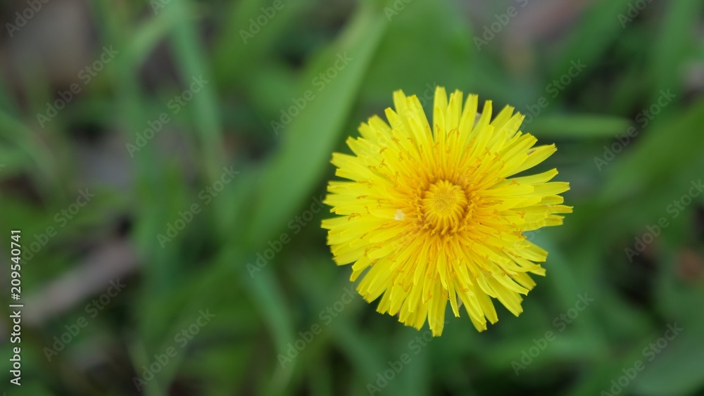 Yellow dandelion Yellow dandelion