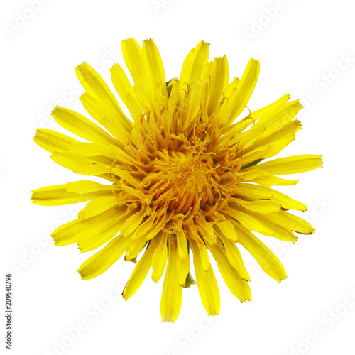 Fototapeta Naklejka Na Ścianę i Meble -  Flower of meadow dandelion isolated on white background. Close-up of a plant photographed from above has healing propertie