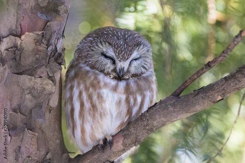 northern saw-whet owl (Aegolius acadicus)  photo