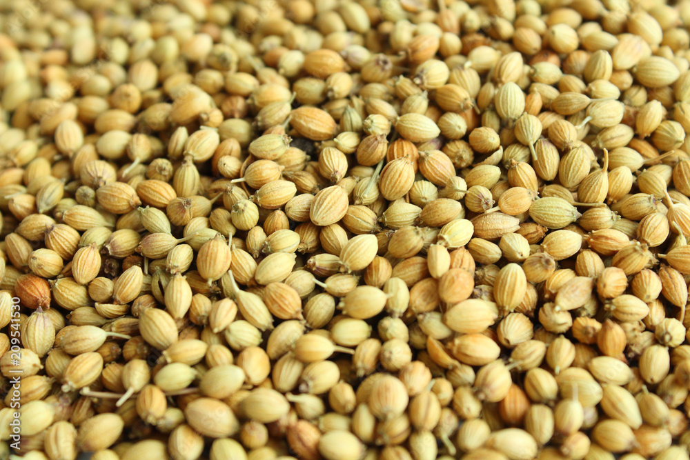 Seeds of coriander close-up. Background. Texture. Seeds of coriander close-up. Background. Texture.