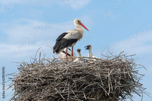 White Stork in the nest, Eastern Europe, Ukraine