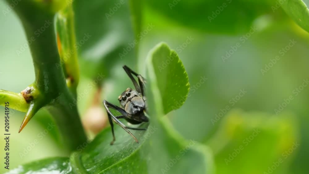 Close-up the Black Ant Mimicking Jumping spider on green leaf. Close-up the Black Ant Mimicking Jumping spider on green leaf.