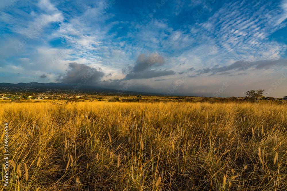 Beautiful landscape of golden field and cloudy blue sky during sunset, Waimea Hawaii