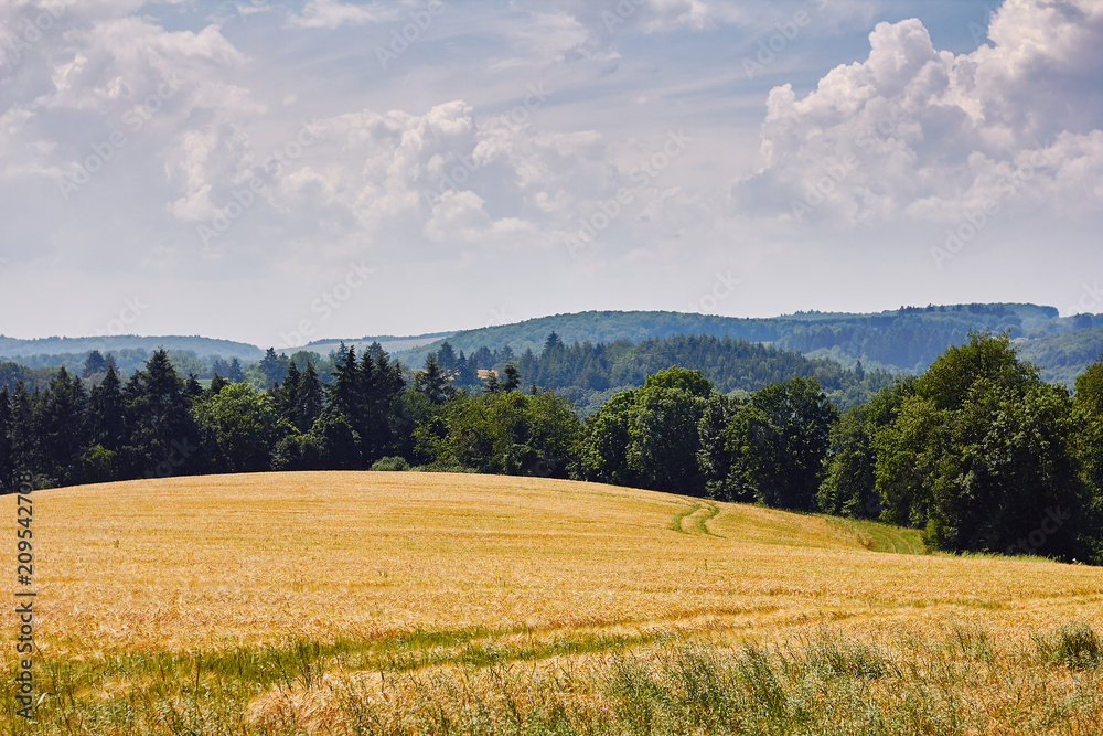 Panoramic view of the golden wheat field, blue sky and hills covered with the green forest