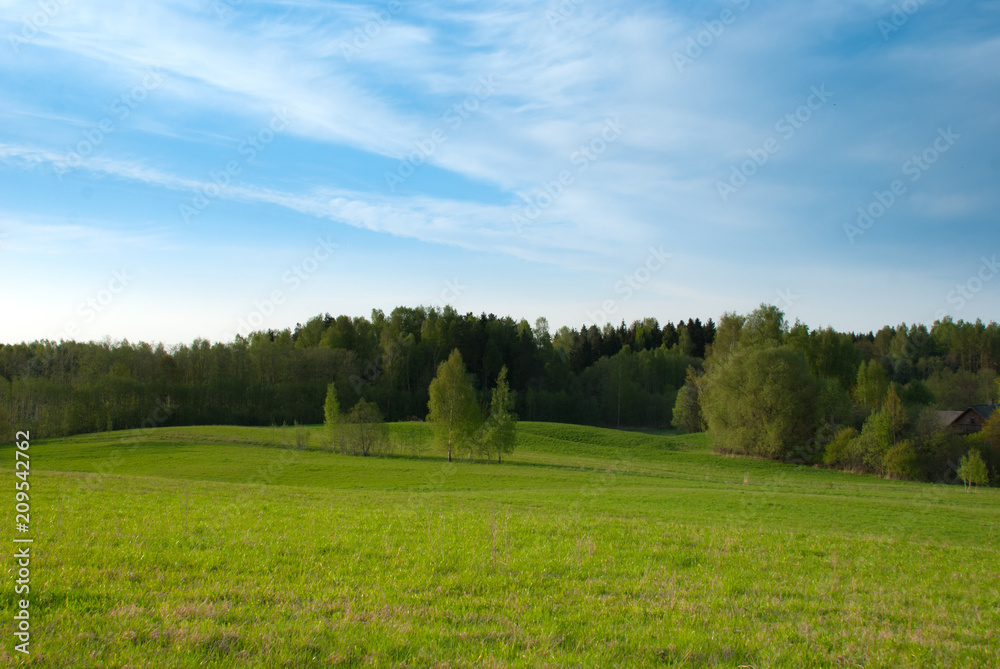 Clear spring sky, farmland field with birches