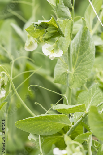 Green leaves and white pea flowers.