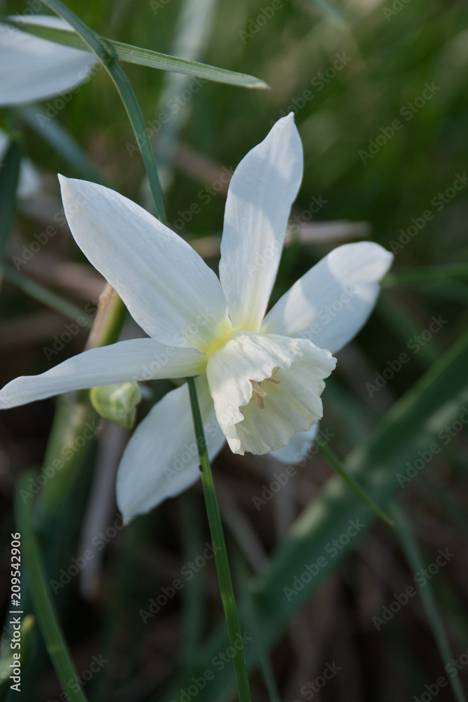 Naklejka premium Daffodil Thalia (narcissus) plants