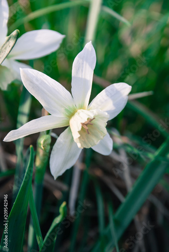 Daffodil Thalia (narcissus) plants