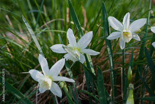 Daffodil Thalia  narcissus  plants