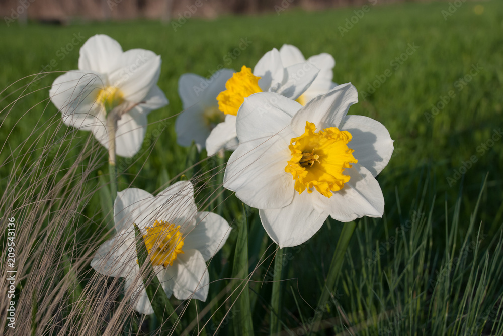 Daffodil John Evelyn (narcissus) and Festuca glauca (blue fescue) Daffodil John Evelyn (narcissus) and Festuca glauca (blue fescue)