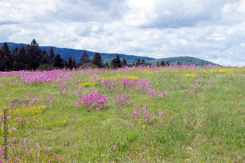 Flowers on a meadow as a background