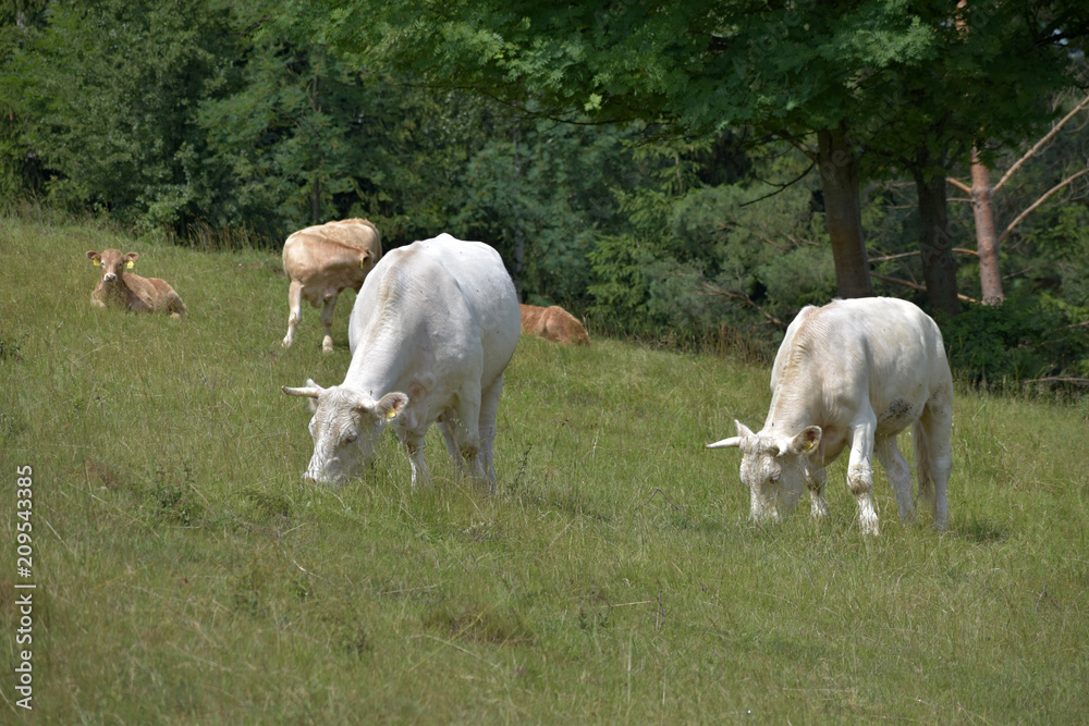 Herd of cows grazing in a pasture near the forest. Herd of cows grazing in a pasture near the forest.
