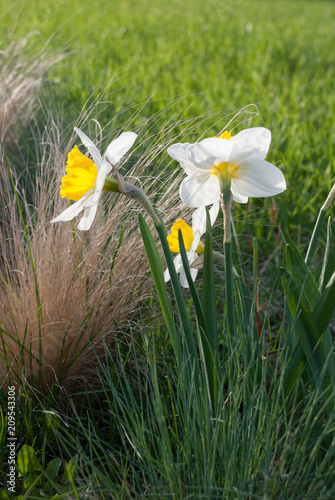 Daffodil John Evelyn (narcissus) and Festuca glauca (blue fescue) photo