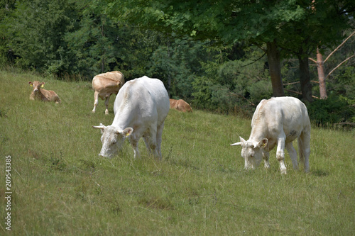 Herd of cows grazing in a pasture near the forest.
