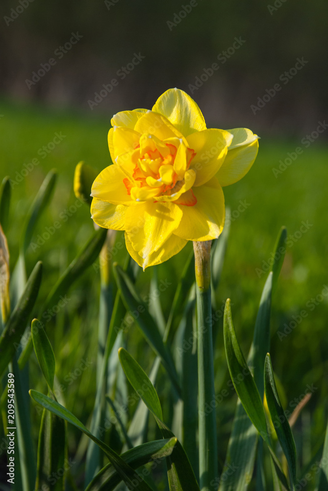 Daffodil Tahiti (double narcissus)