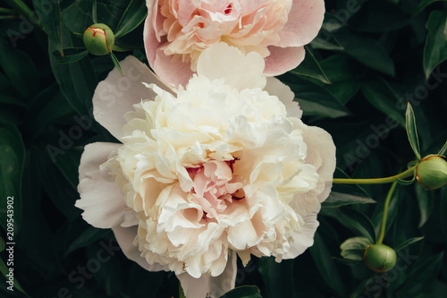 the flowers are white peonies