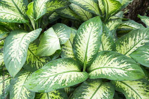 Abstract beautiful texture of green leaf on nature background,Leaves photo