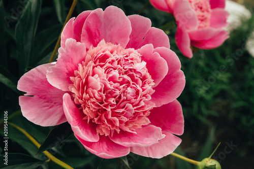 the flowers are pink peonies