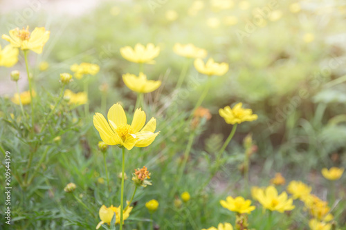Cosmos Flower field beautiful of background,spring season flowers warm tone © saelim