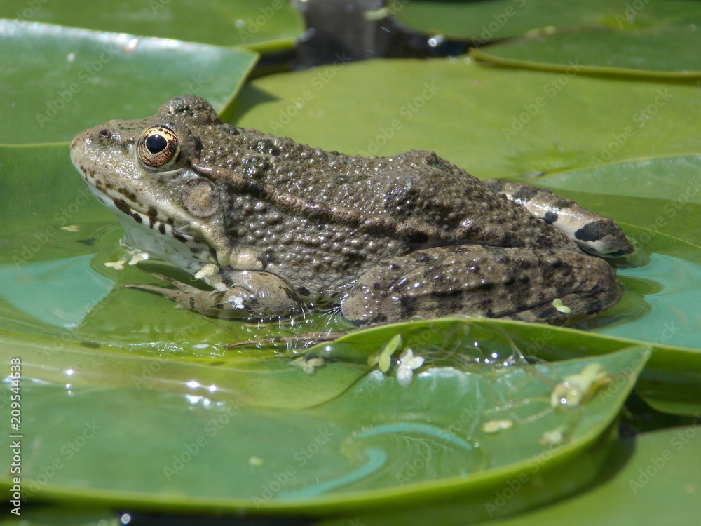 Obraz premium grenouille
