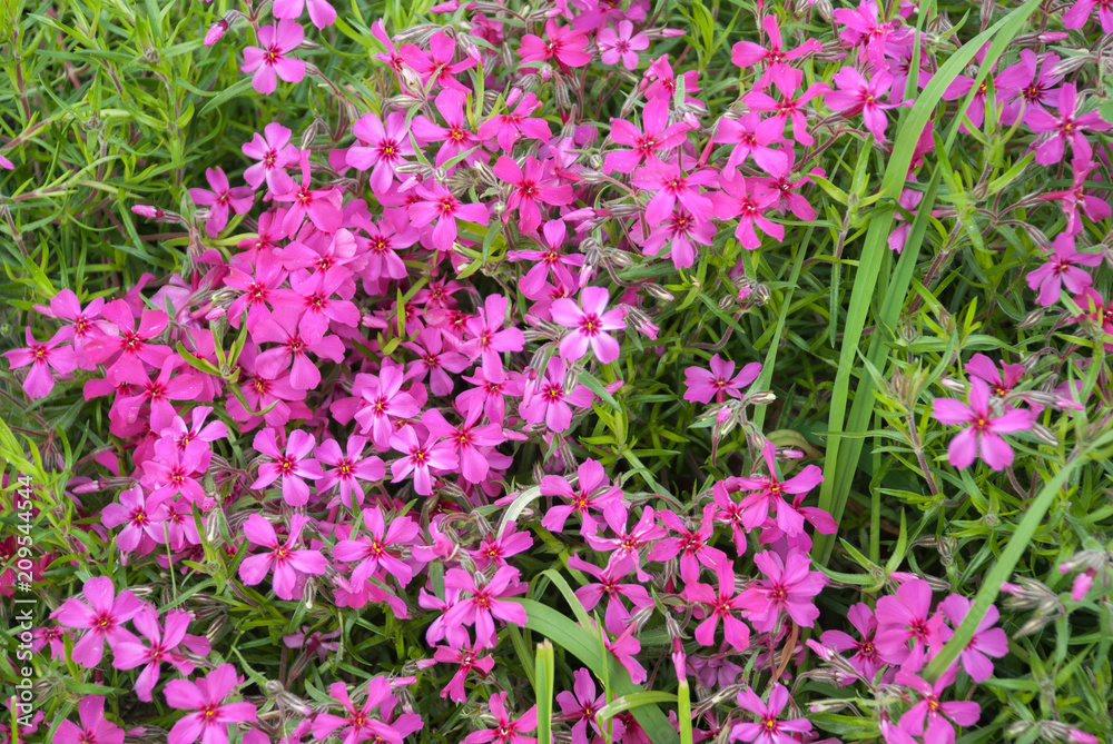 Phlox subulata (creeping phlox) flowers