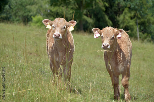 Young beef cattle on a grassy pasture.