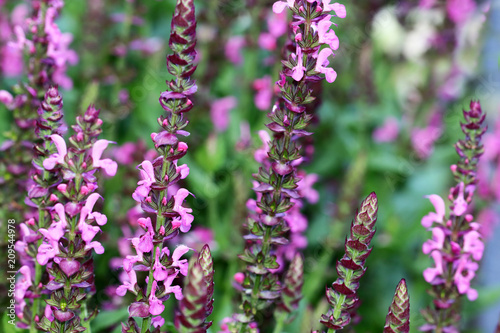 Fototapeta Naklejka Na Ścianę i Meble -  Pink flowers from Salvia nemorosa good winter-hardy salvia's