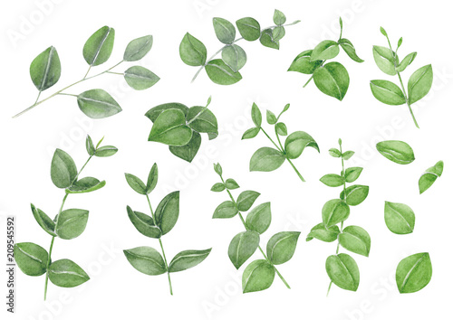 Set of eucalyptus branch watercolor hand painting, tropical leaf for decoration concept