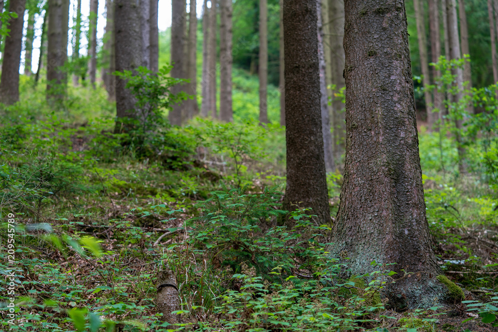 Fototapeta premium Wald