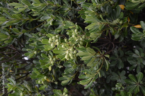 Nuts of Japanese cheesewood / Beach plants