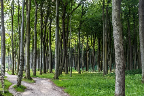 Obraz ścieżka na skraju lasu