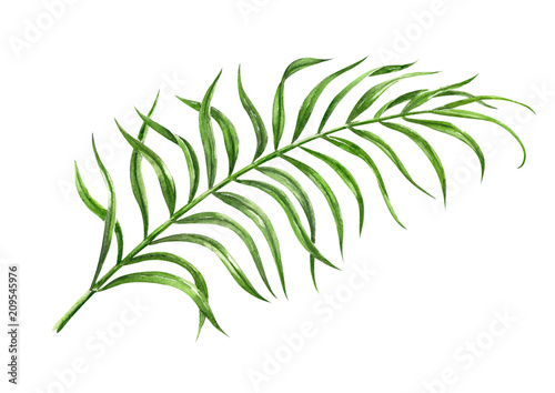 Tropical palm leaf watercolor hand drawn illustration isolated on white background