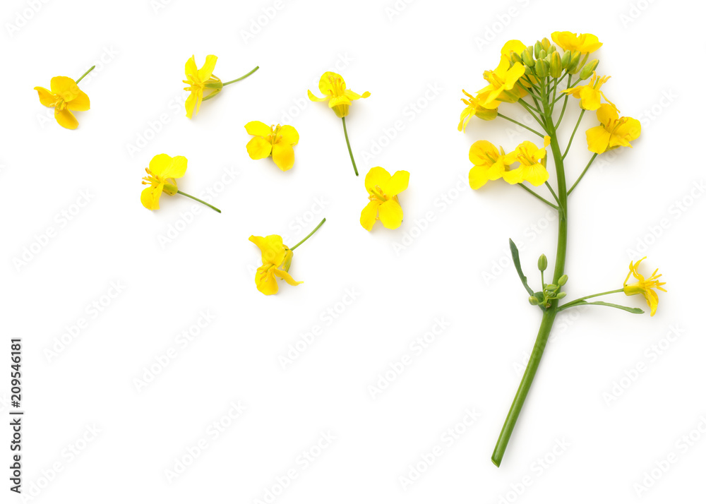 Obraz premium Kwiaty rzepaku na białym tle