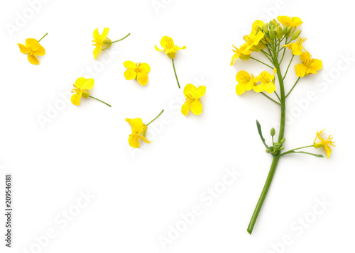 Rapeseed Flowers Isolated on White Background photo
